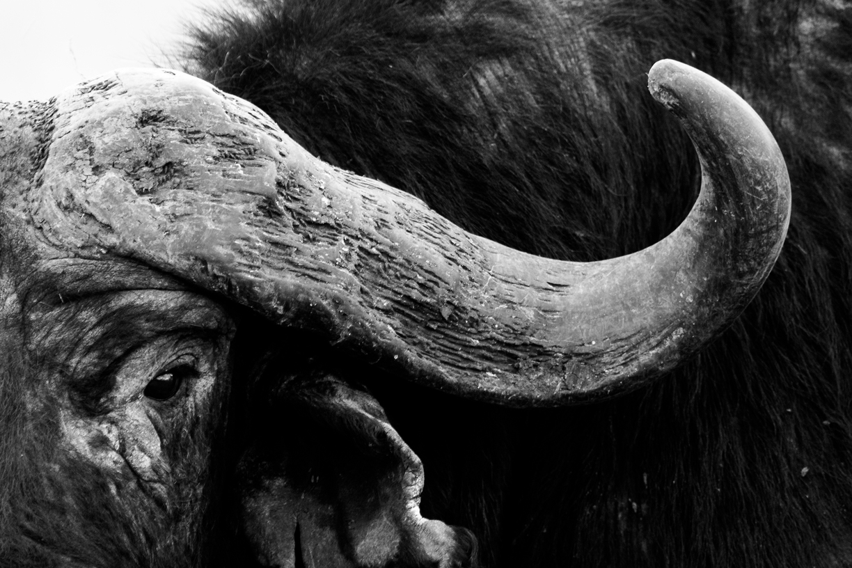 Abstract of a buffalo horn, Kenya